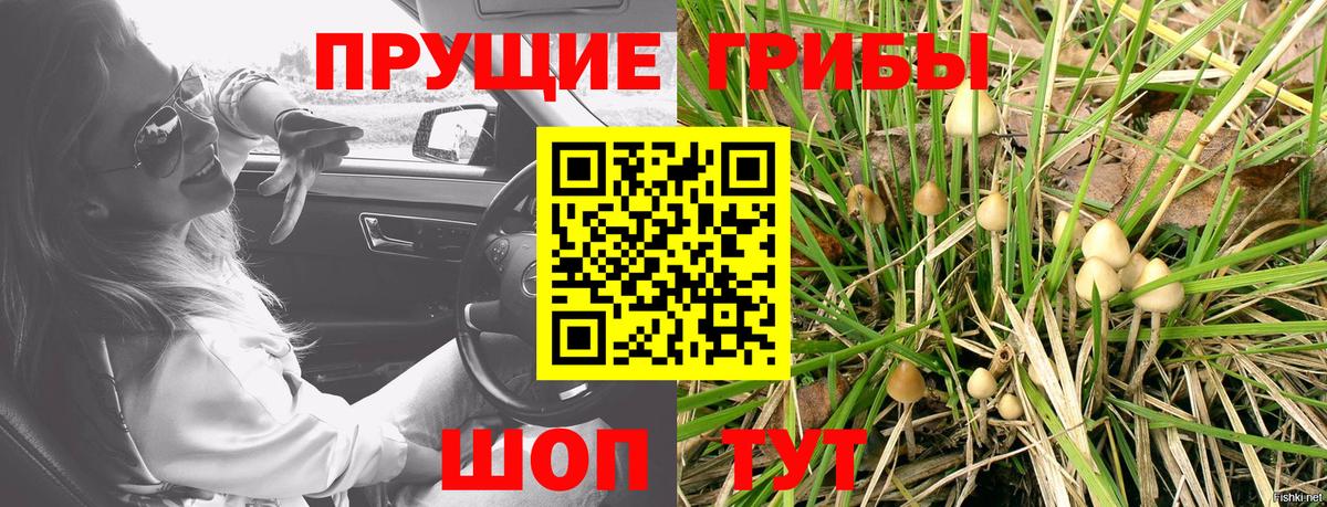Галлюциногенные грибы Psilocybine cubensis  Вход с VPN  Гай 